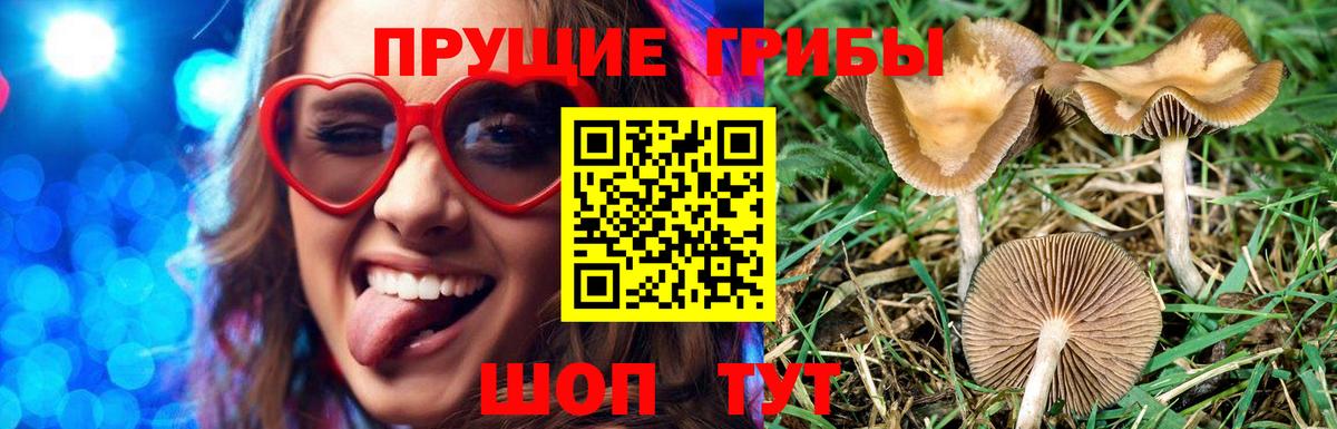 Псилоцибиновые грибы Cubensis  Вход с VPN  Набережные Челны  Галлюциногенные грибы Psilocybe 